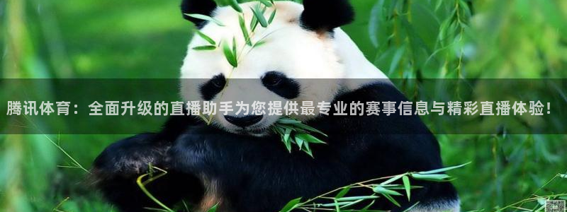 河豚体育篮球直播